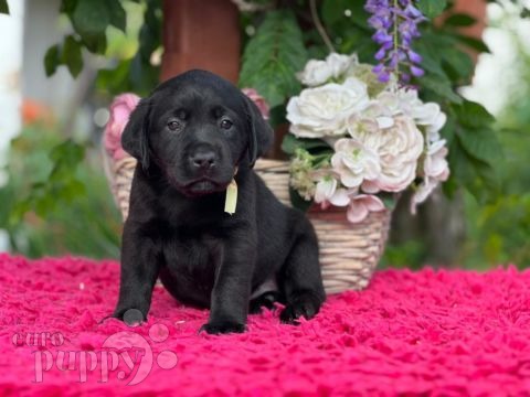 Labrador Retriever puppy