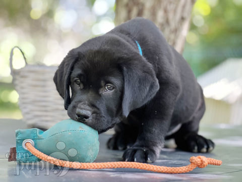 Labrador Retriever cachorro