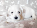 Miniature Schnauzer puppy for sale