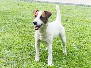 Jack-Russell-Terrier Welpen