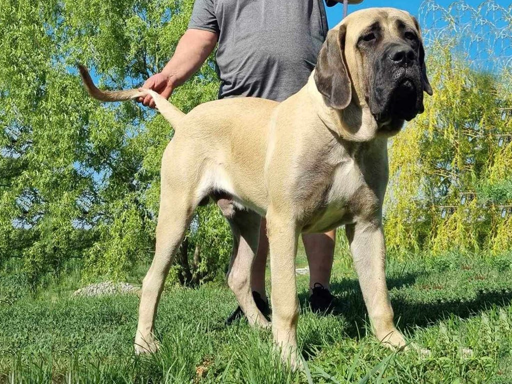 Kc registered store english mastiff puppies