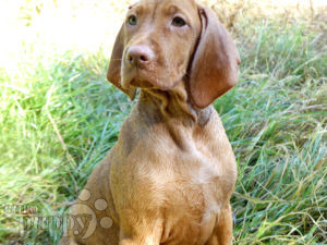 Vizsla Welpen