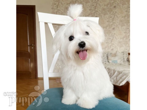Maltese puppy