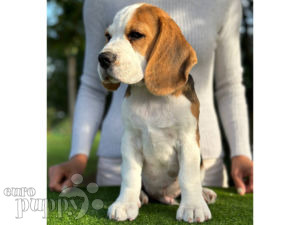 Beagle puppy