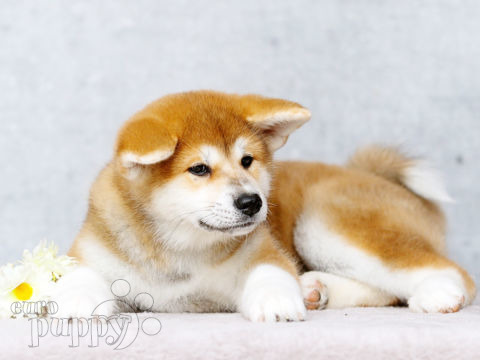 Akita Inu puppy