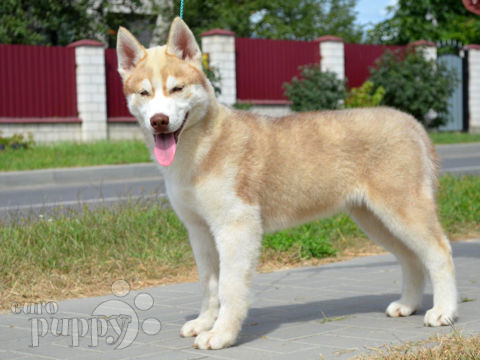 Husky Siberiano cachorro