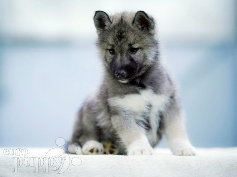 Siberian Husky puppy