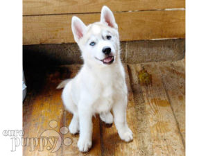 Siberian Husky puppy