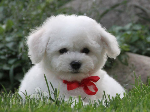 Bichon Frise puppy