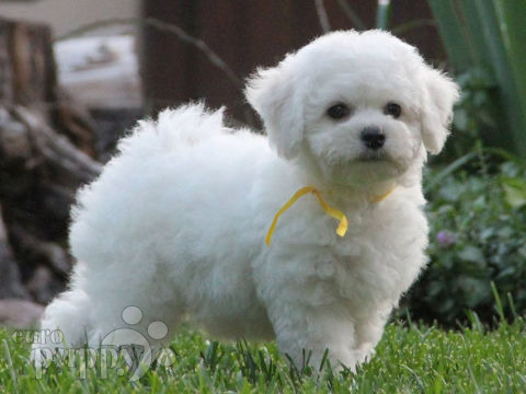 Bichón Frise cachorro