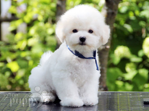 Bichon Frise puppy