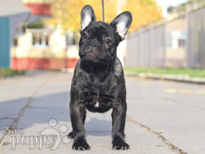 French Bulldog puppy for sale