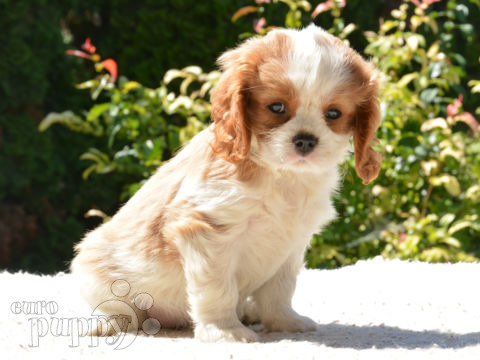 Cavalier King Charles Spaniel puppy
