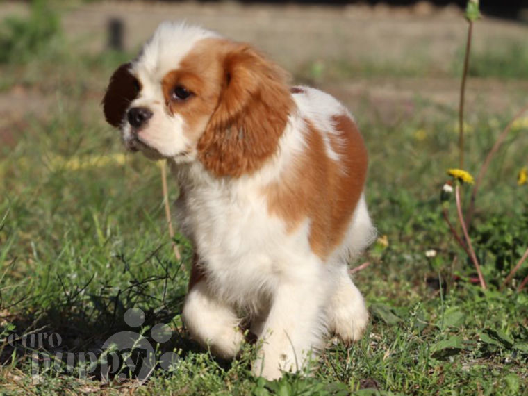 Cavalier King Charles Spaniel puppy