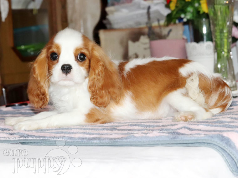 Cavalier King Charles cachorro