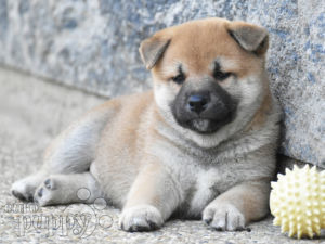 Shiba Inu Welpen