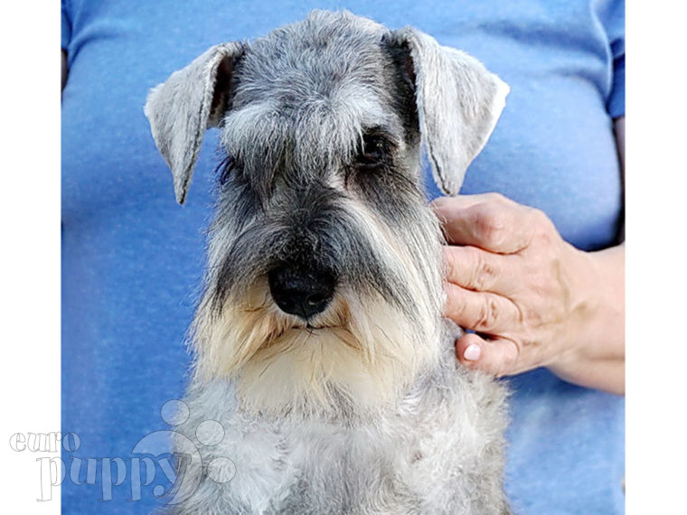 Schnauzer Miniatura puppy
