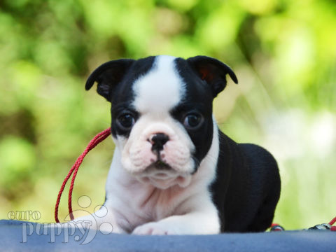 Boston Terrier Welpen