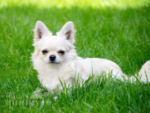 Chihuahua cachorro