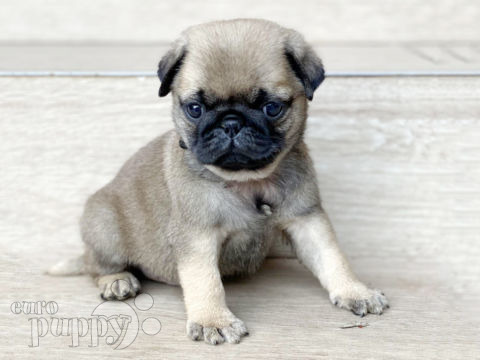 Mops Welpen