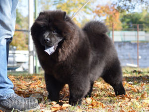 Chow Chow cachorro en venta
