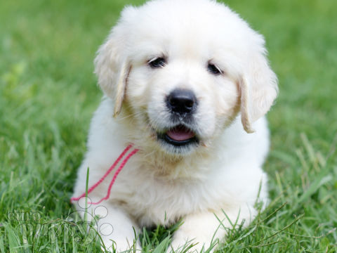 Golden Retriever puppy