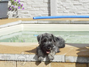 Zwergschnauzer Welpen