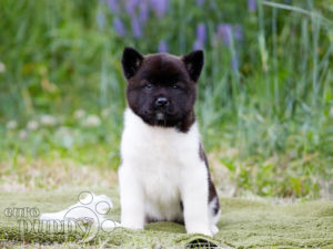 Akita Americano puppy