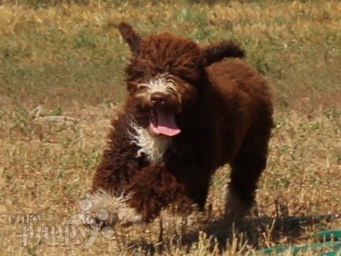 Perro de Agua Portugués cachorro en venta