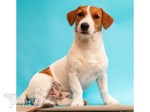 Jack Russell Terrier cachorro