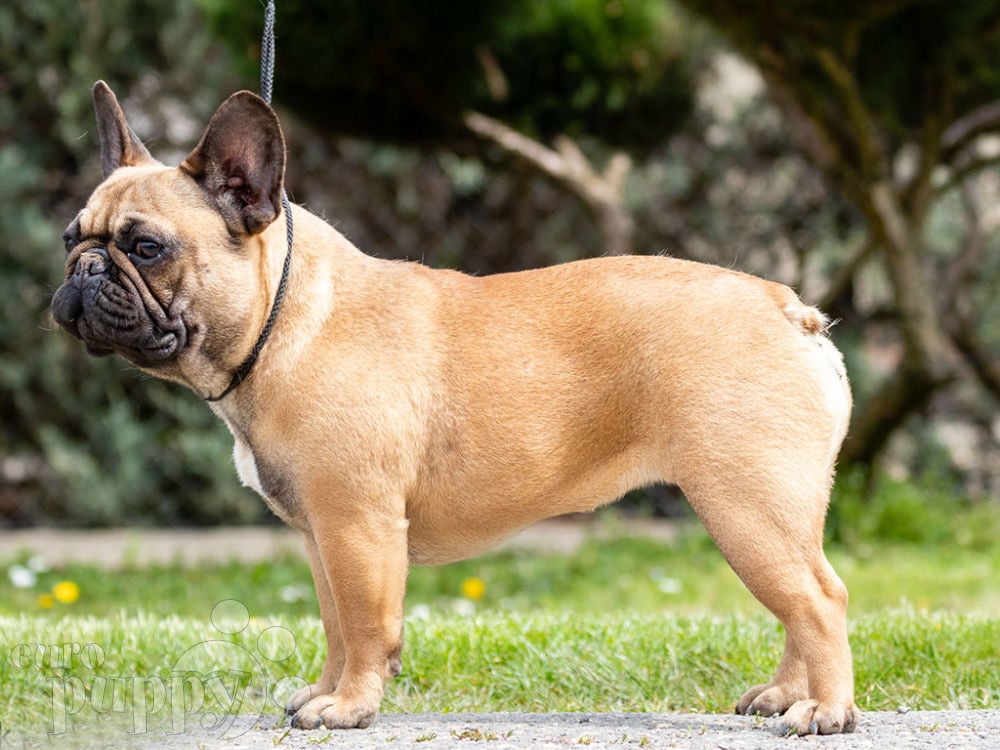 Lana - French Bulldog Puppy for sale | Euro Puppy