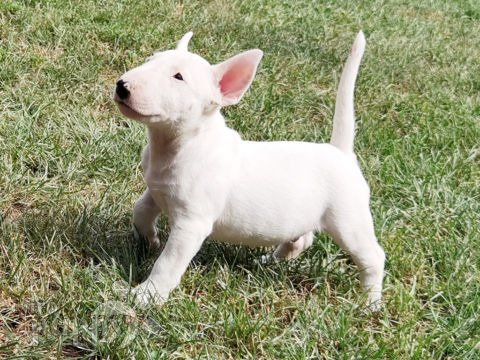 Bull Terrier Miniatura cachorro
