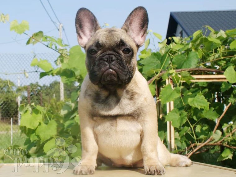Bulldog Francés cachorro