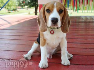 Beagle cachorro