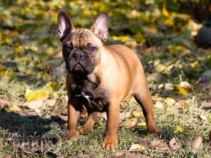 French Bulldog Puppies For Sale | Euro Puppy