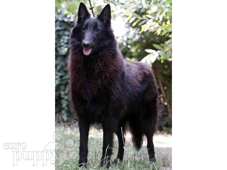 Belgischer Schäferhund Welpen