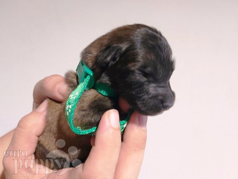 Pastor Belga Tervuren cachorro