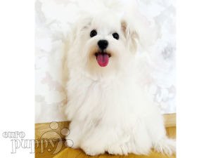 Maltese puppy