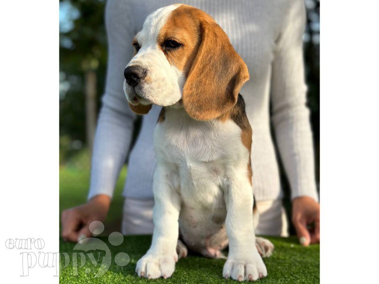 Beagle cachorro