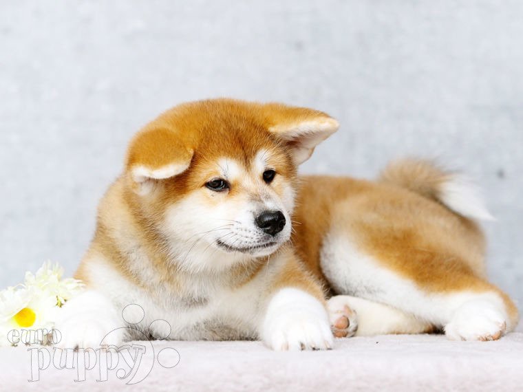 Akita Inu puppy