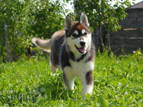 Siberian Husky Welpen