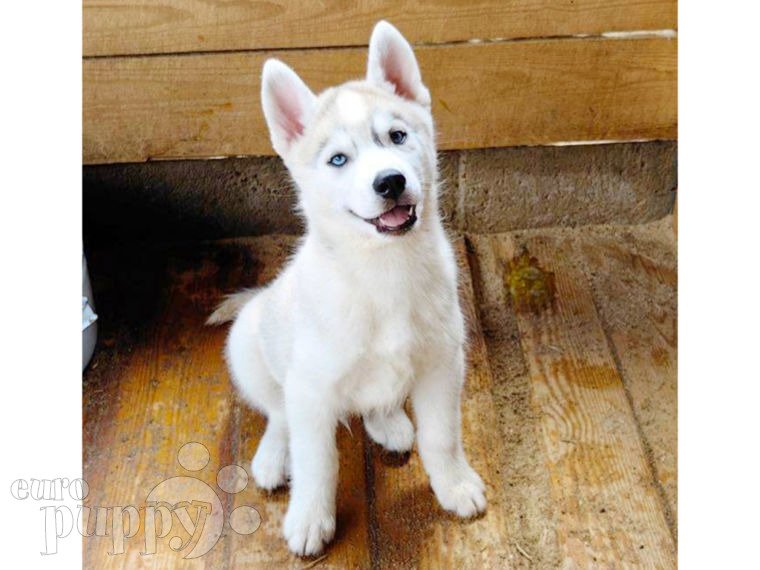 Siberian Husky puppy