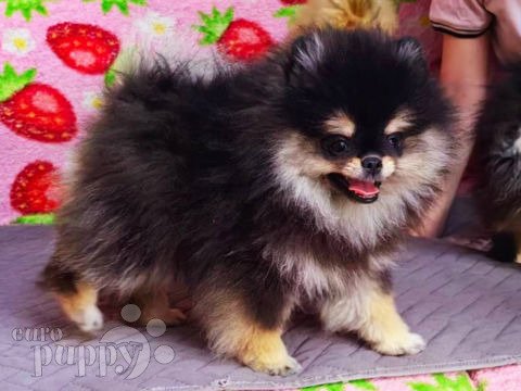 Pomeranian puppy