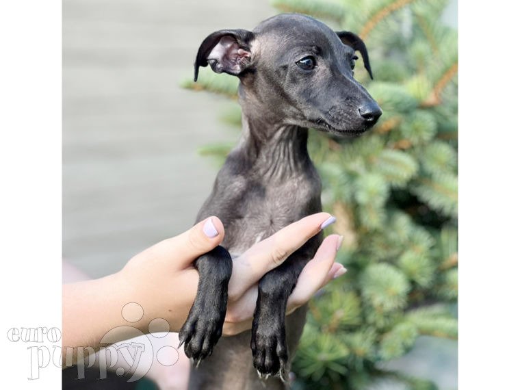 Italian Greyhound puppy