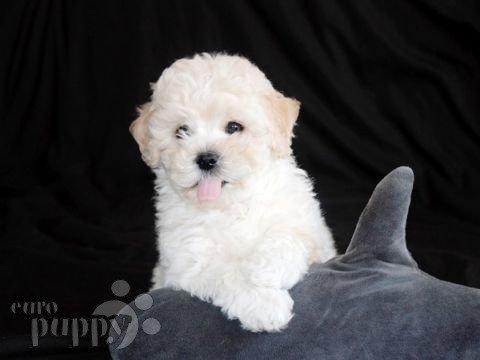 Bichón Frise cachorro