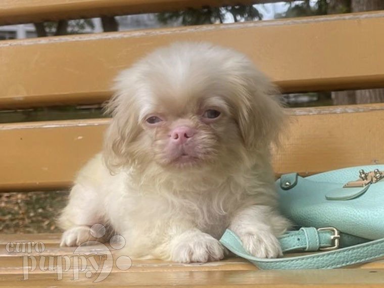 Pekingese puppy