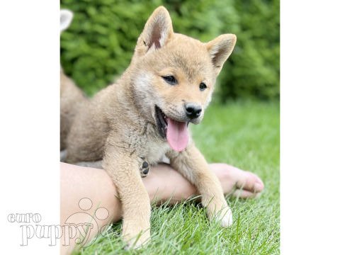 Shiba Inu puppy