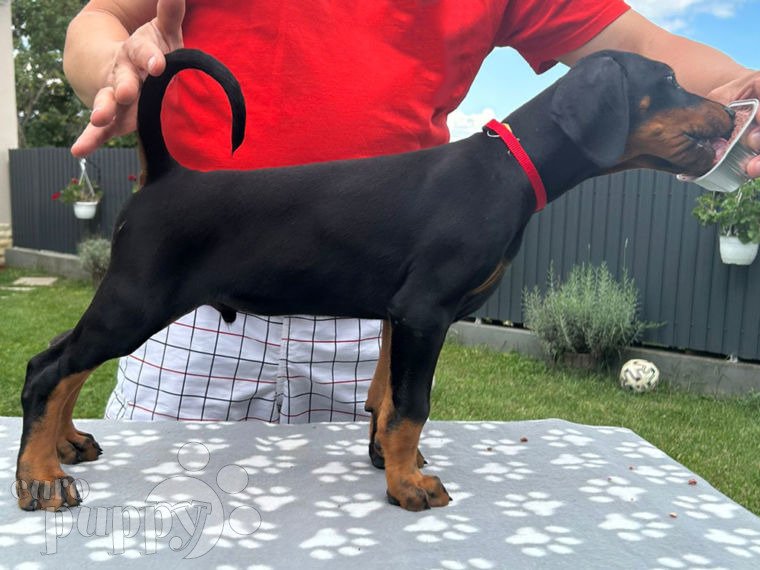 Dobermann Welpen