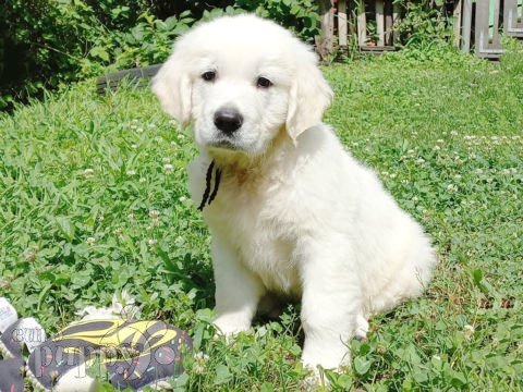 Golden Retriever cachorro