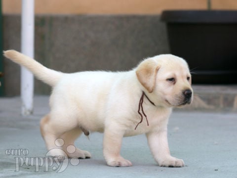 Labrador Retriever cachorro